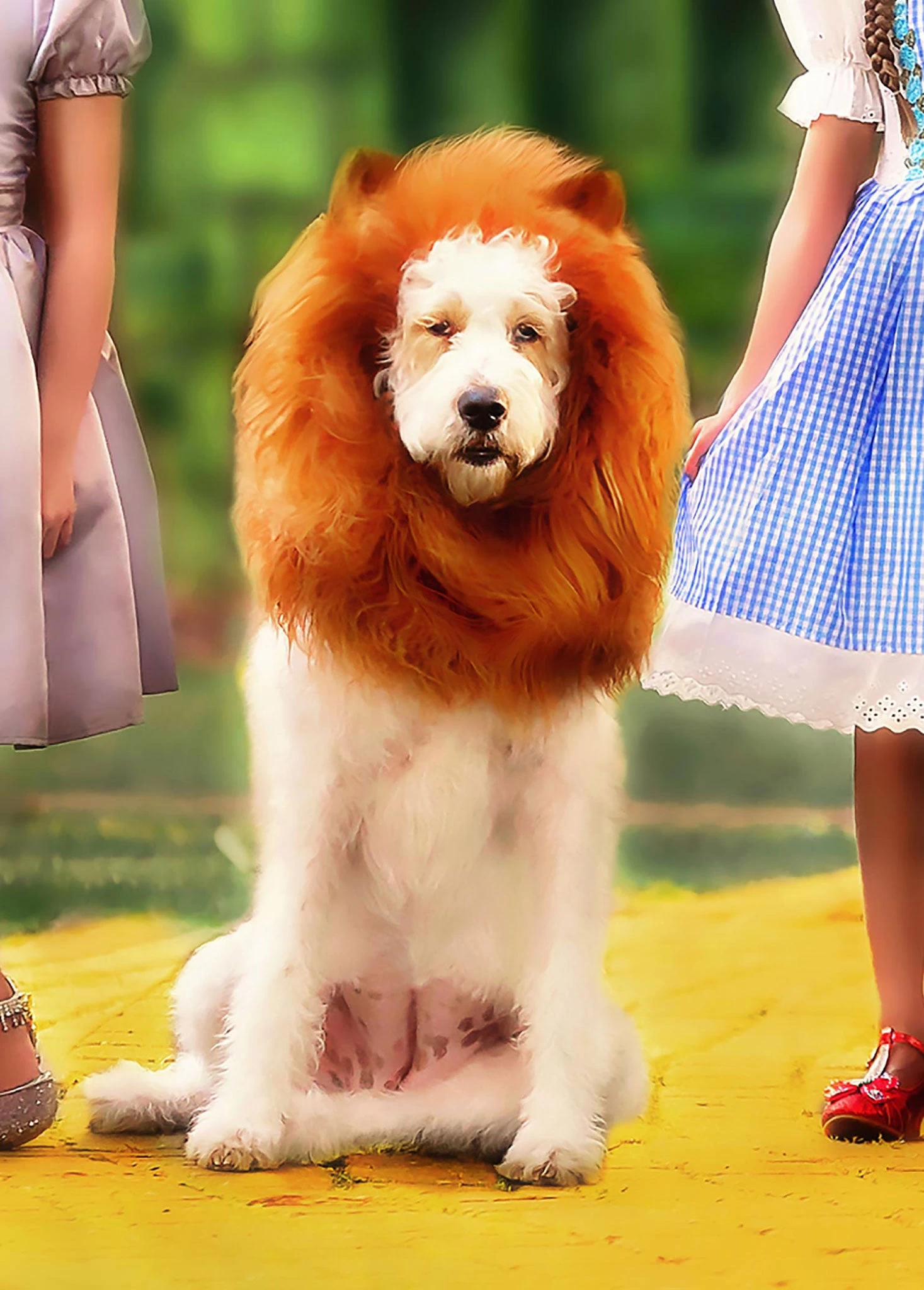 DOG LION MANE 1 DOG LION MANE